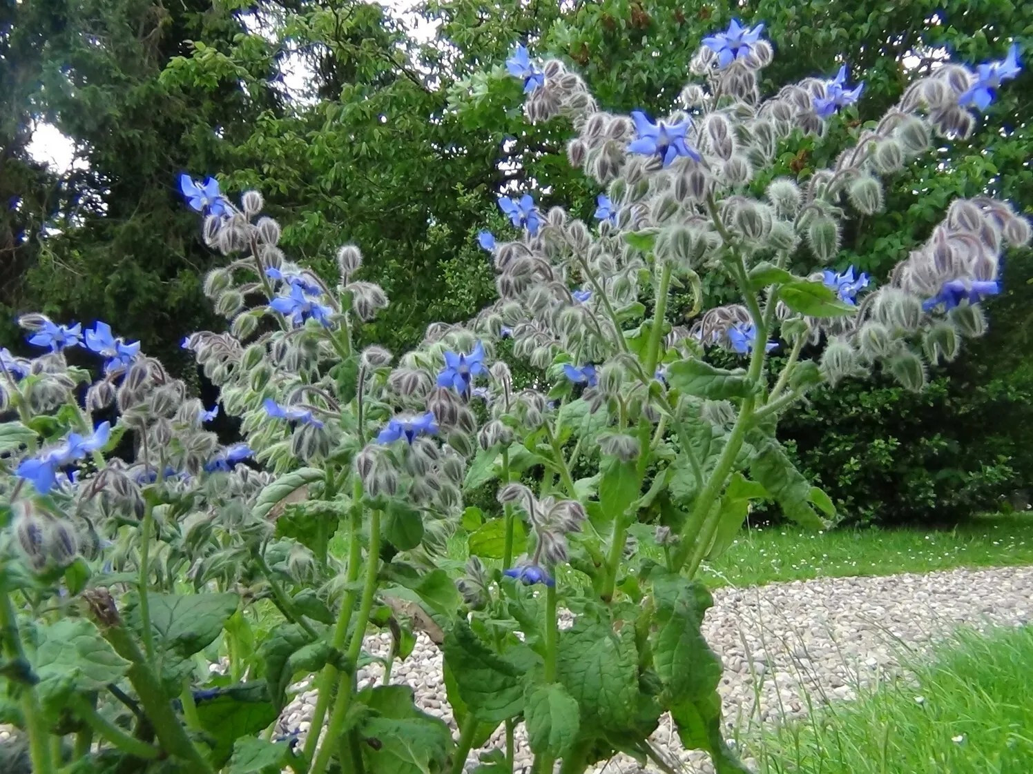 100+ Borage Herb Seeds — Pest Repellent — Heirloom — NON GMO — FRESH