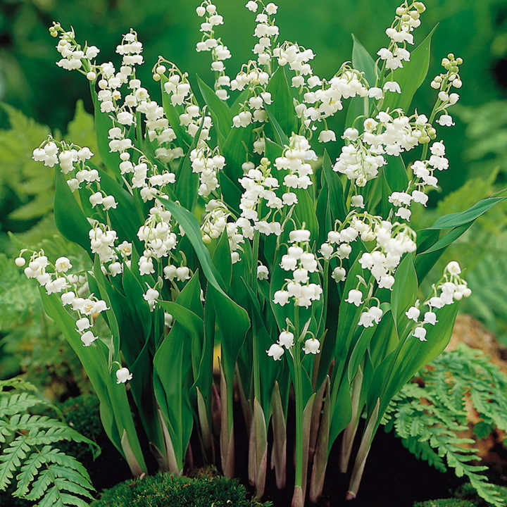 LILY OF THE VALLEY~CONVILLARIA MAJALIS~LIVE PLANTS~ROOTED PIPS~FRAGRANT FLOWERS!