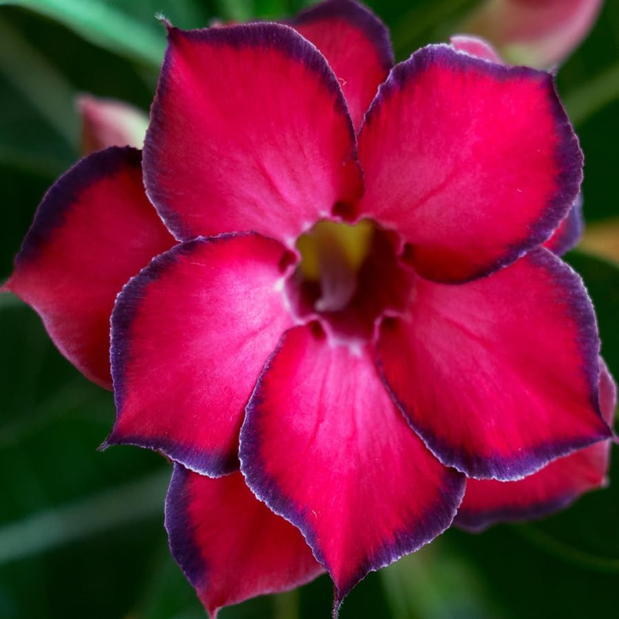 100 Desert Rose Seeds for Planting Mixed Color Ready Adenium Seeds, Natural