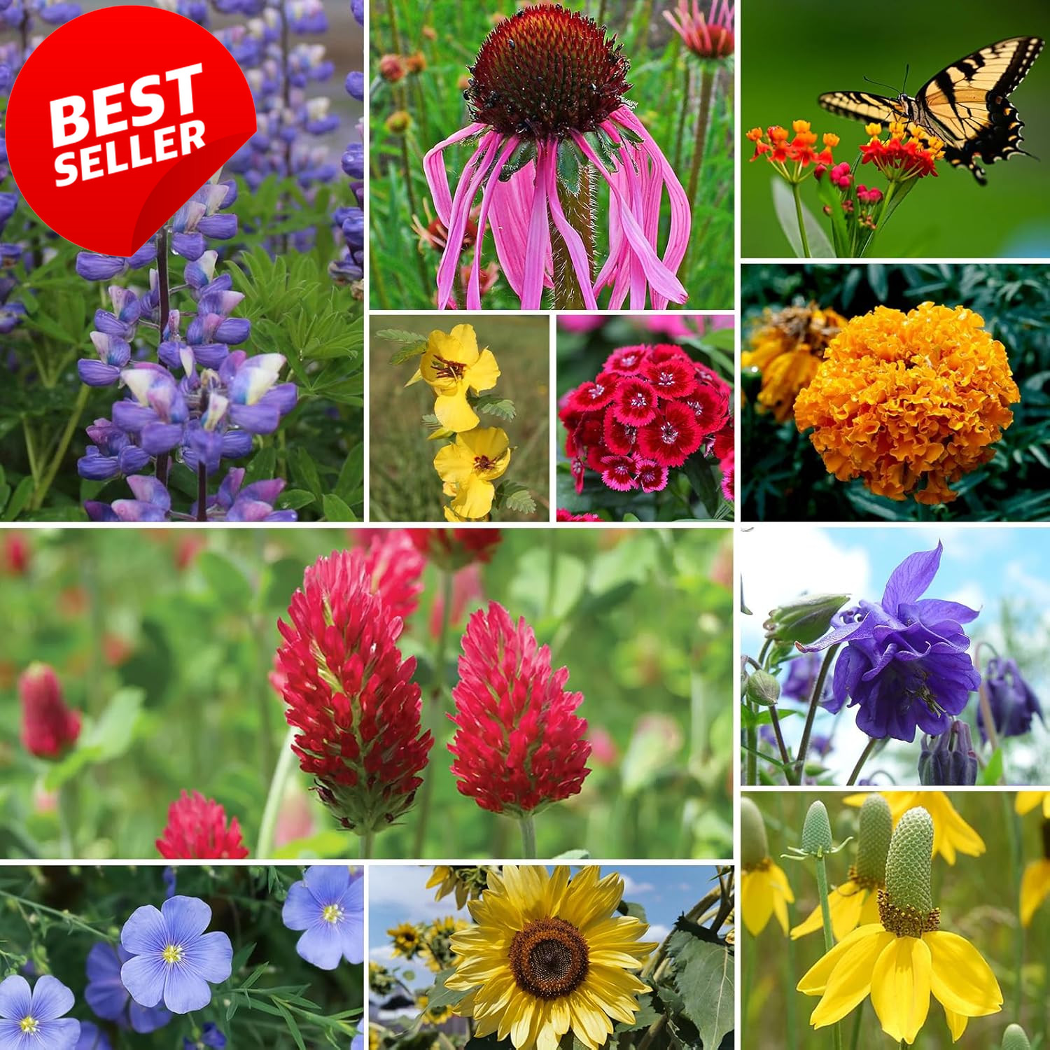 Perennial Wildflower Seeds 1/4 lb 100K Mix 26 Var Pollinator Zones 3-10 – US