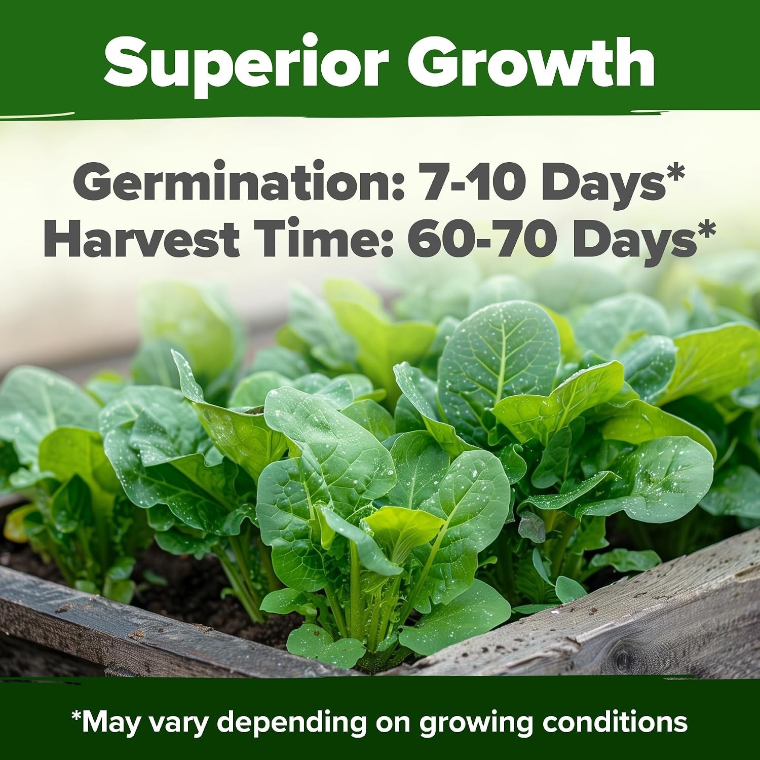Parris Island Romaine Lettuce Seeds – Heirloom, Non-GMO, High Germination, Cr…