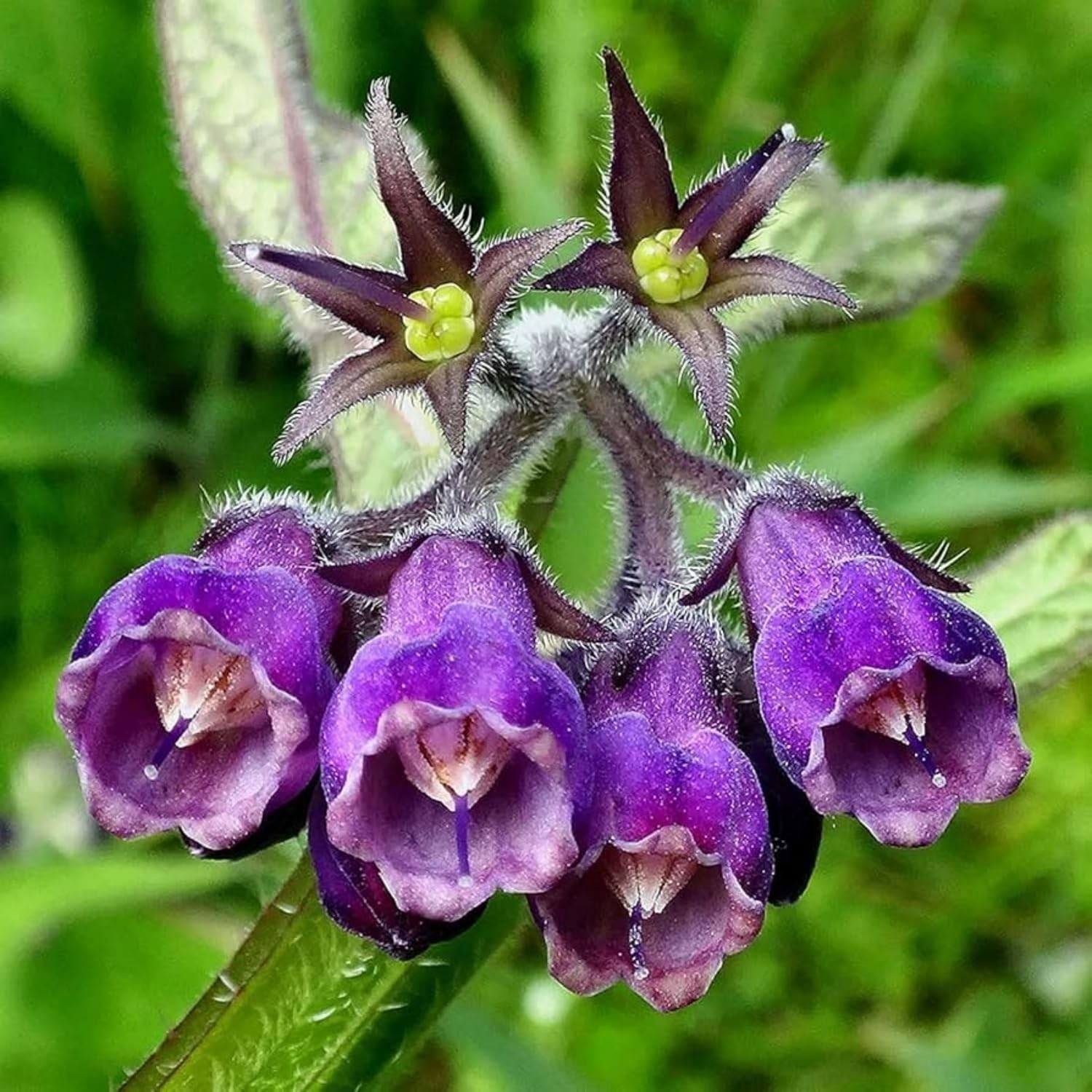 100 Common Comfrey Seeds | Perennial Symphytum Officinale Non-GMO Heirloom