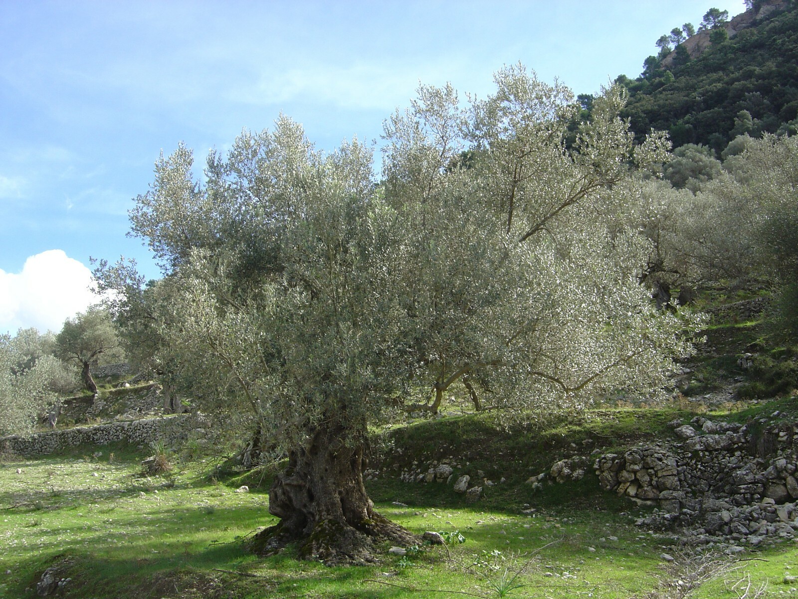 Common Olive Tree Seeds (Olea Europaea), 15 seeds