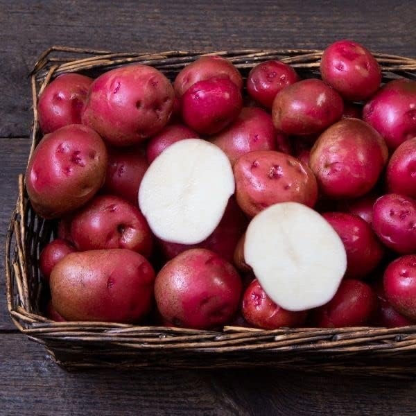 Red Norland Seed Potatos for Planting (5 Pounds)