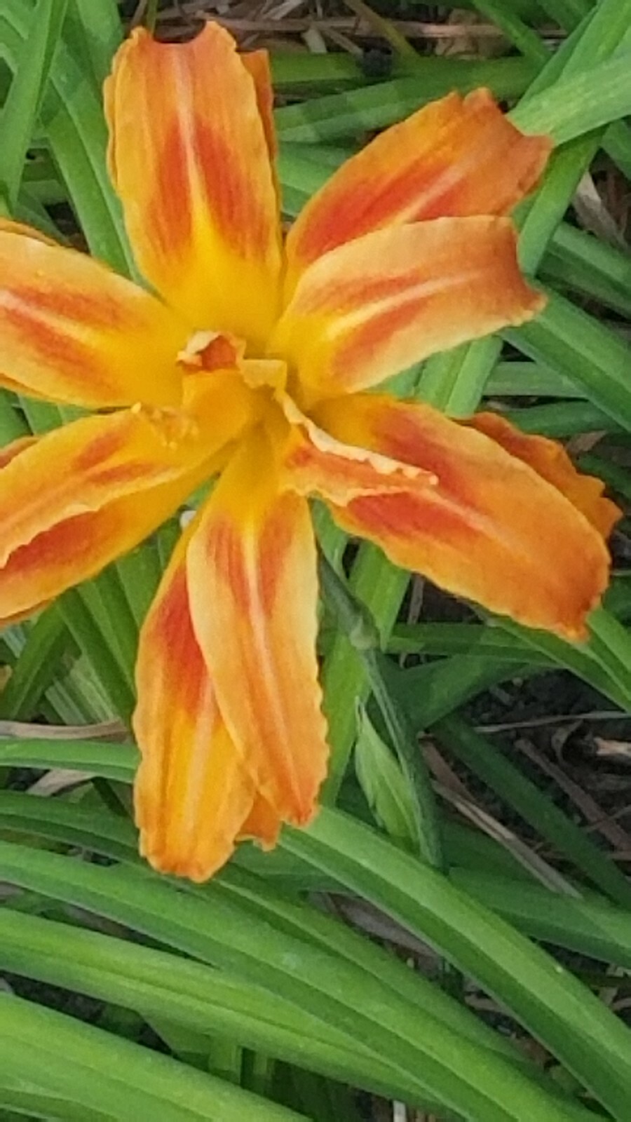 DOUBLE ORANGE DAY LILIES (2)Fresh day lily rooted plants