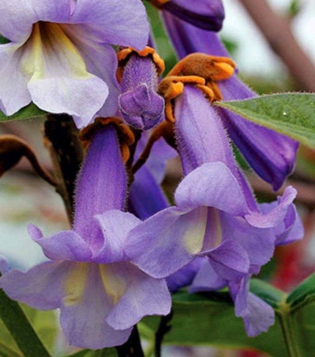 450 Royal Paulownia Empress Tree Seeds Paulownia Elongata Fastgrowing Forest Tre