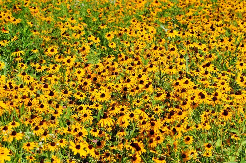 2001+BLACK EYED SUSAN Flower Seeds Perennial Native Wildflower Drought Heat Cold