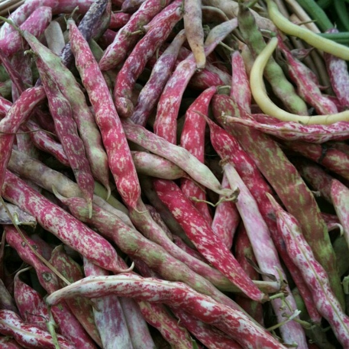 Green Bean Seed: French Horticulture Seeds Fresh Seed FREE Shipping!!!