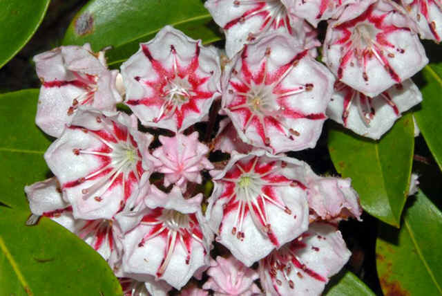 Mountain Laurel Shrub, Kalmia Latifolia, Seeds (Showy Evergreen)