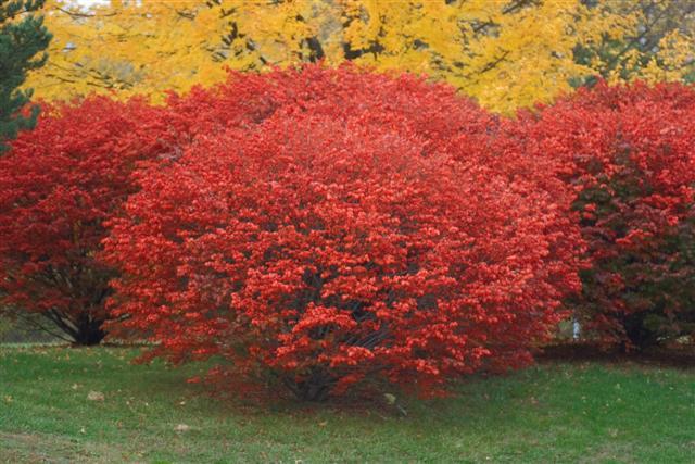 Burning Bush, Euonymus alatus, Shrub Seeds