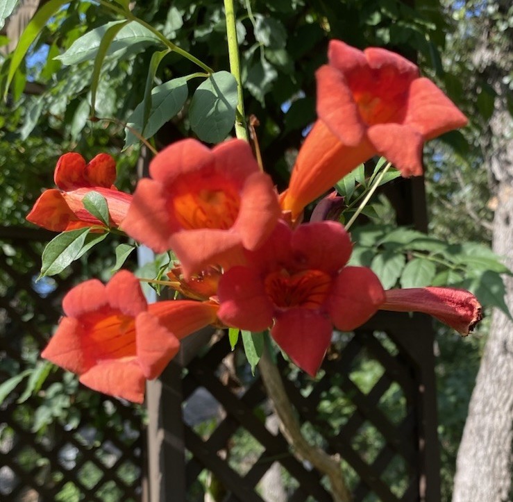 Orange Hummingbird (or Trumpet) Vine 25+ Seeds (Creeping Vine Plant) Pretty!