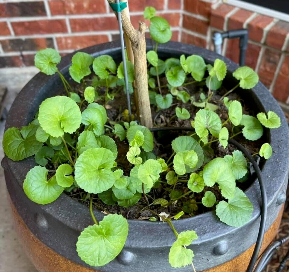 PENNYWORT , GOTU KOLA SEEDS (SMALL LEAF) , HẠT RAU MÁ LÁ NHỎ (+200 PCS)
