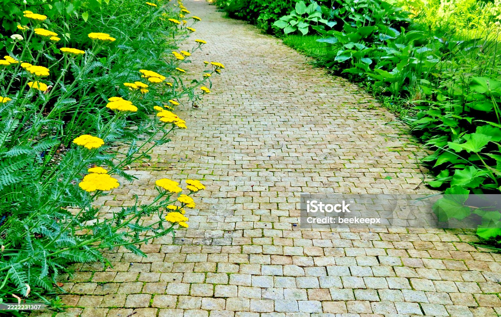 500 GOLD YARROW SEEDS | SALE FREE SHIPPING NON GMO HEIRLOOM