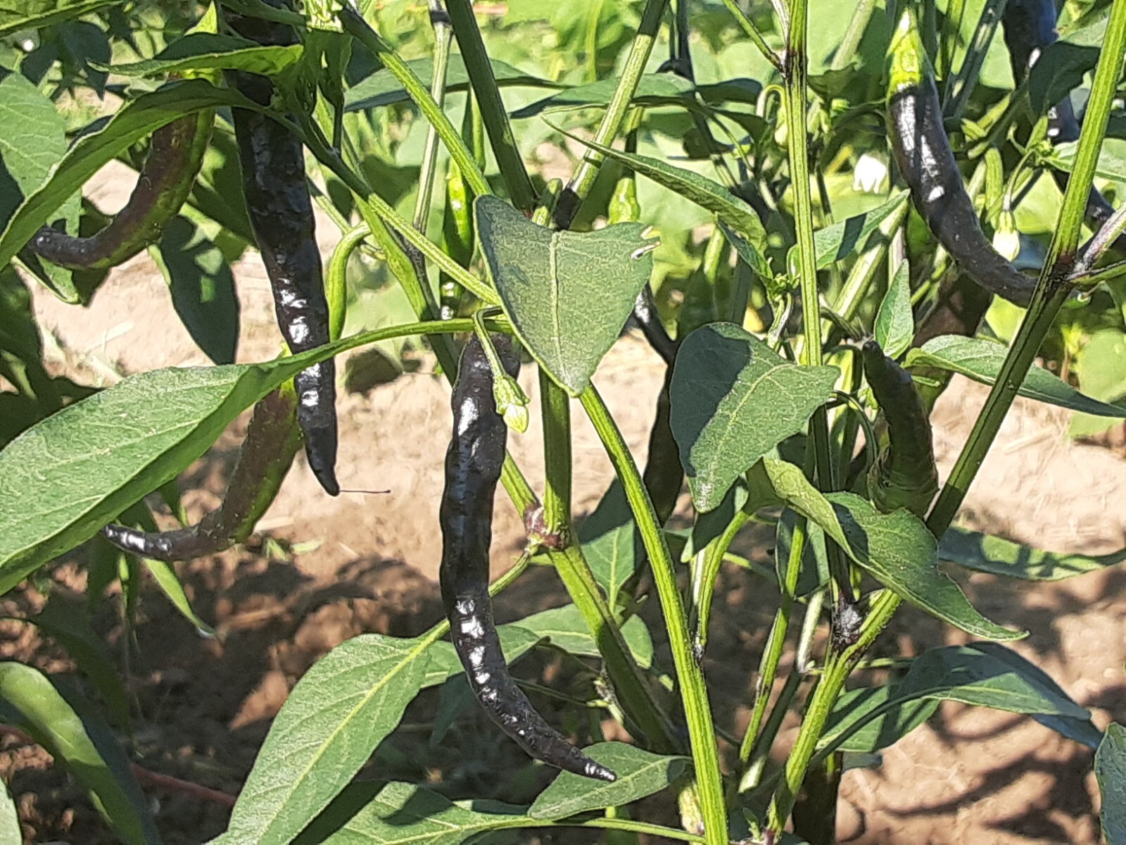 “Motown Magic” Hot Chili Pepper Seeds x30 MIX – Michigan Grown! Organic, Non-GMO