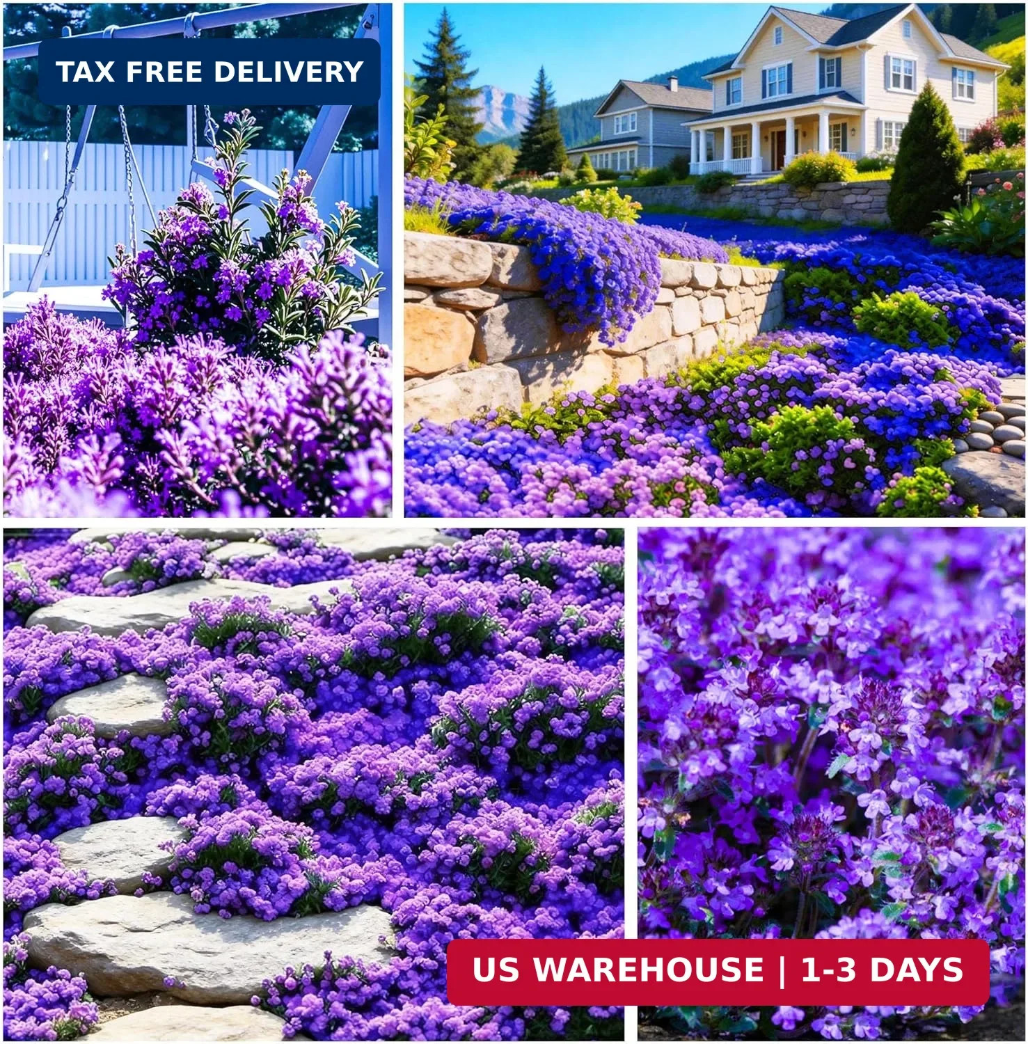 20000+Creeping Thyme Seeds for Planting Outdoor-Heirloom Thymus Serpyllum Ground
