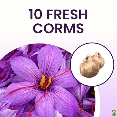 10 Large Saffron Crocus Corms – Purple Blooms, Perennial Bulbs for Outdoor Plant