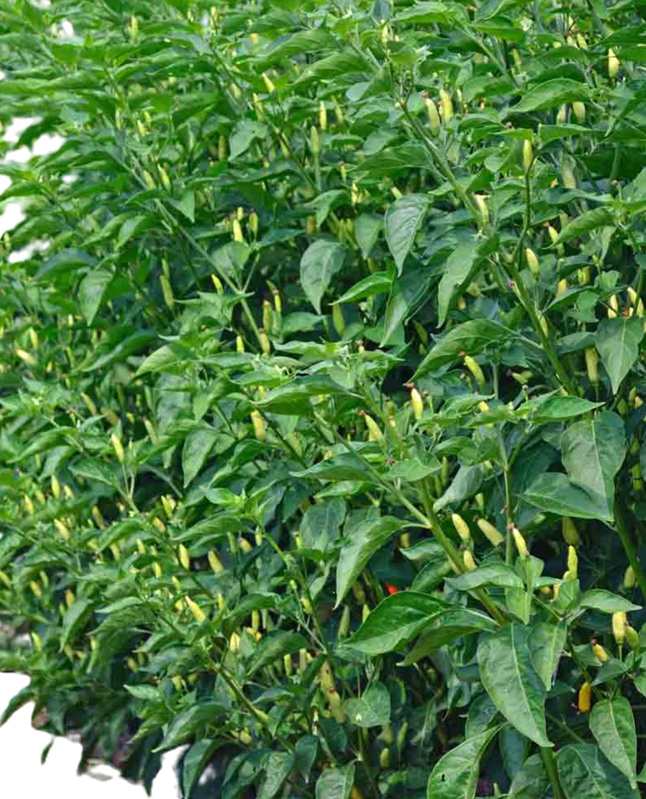 Tabasco Hot Pepper Seeds 10 seeds Free Shipping!