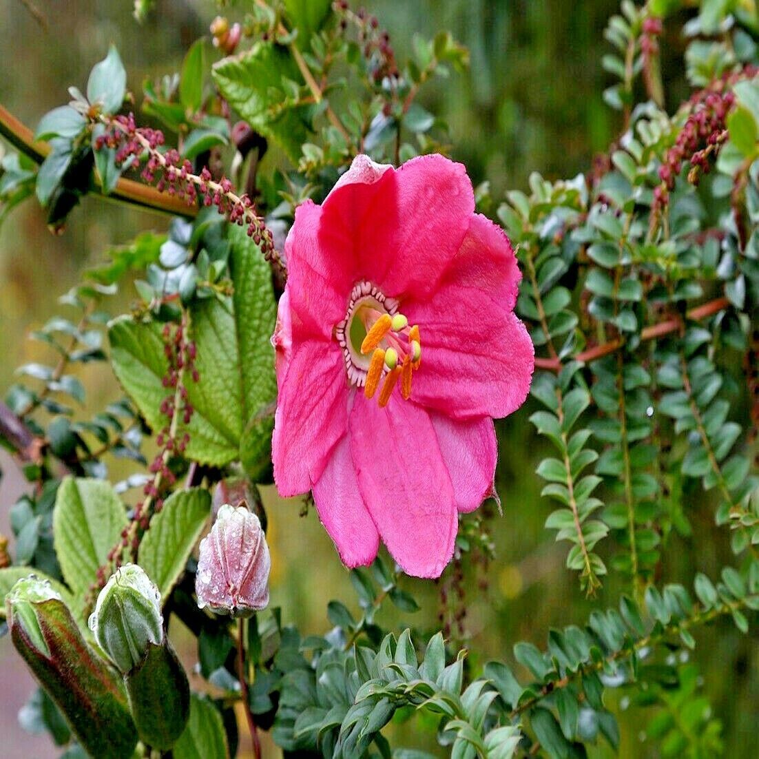 20 BANANA PASSIONFRUIT SEEDS (Passiflora Mollissima) Fast Flower Vine Plant RARE