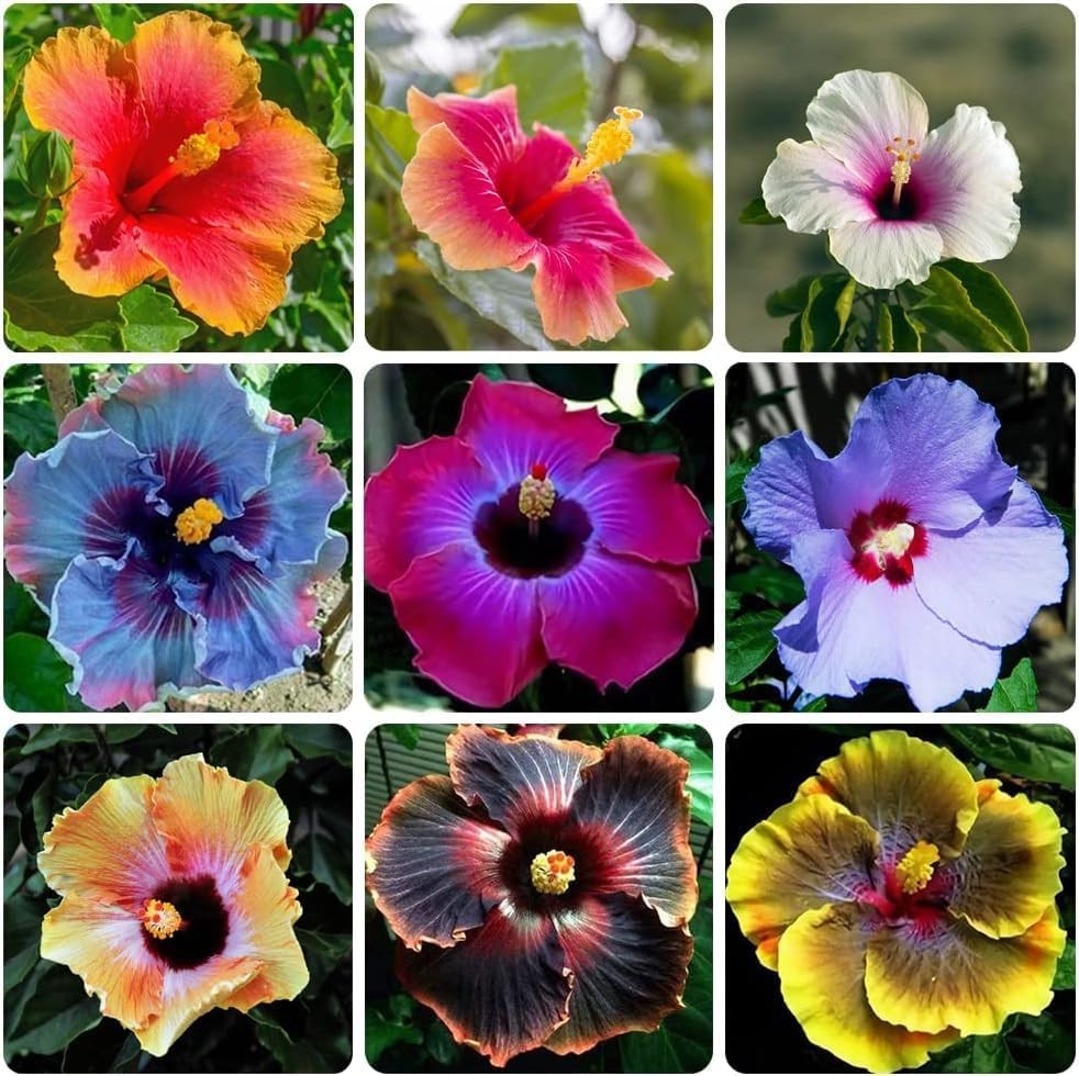 120+ PCS Mixed Giant Hibiscus Seeds for Planting Flowers Perennial Flower Outdoo