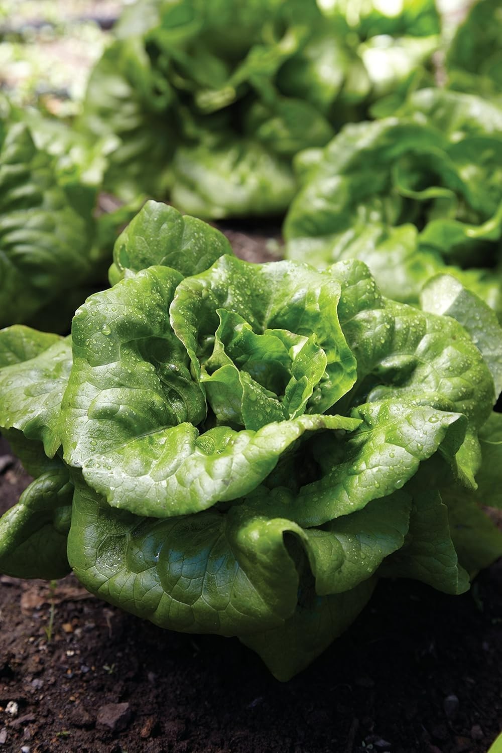 Luscious Buttercrunch Lettuce Seeds – 500 Count for Flavorful Home Gardening