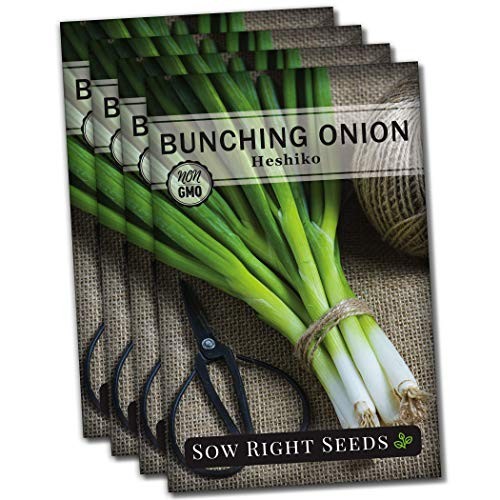 – Heshiko Japanese Bunching Green Onion Seeds for Planting – Non-GMO 4
