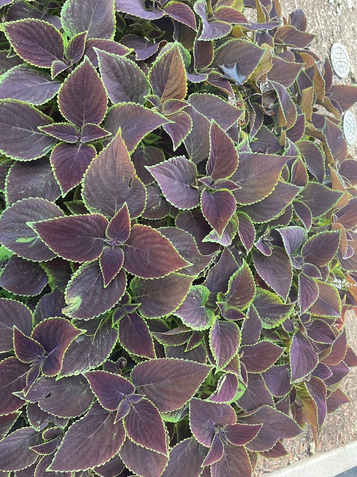 25 Coleus Seeds – Bold Foliage Plant – Easy-to-Grow for Garden