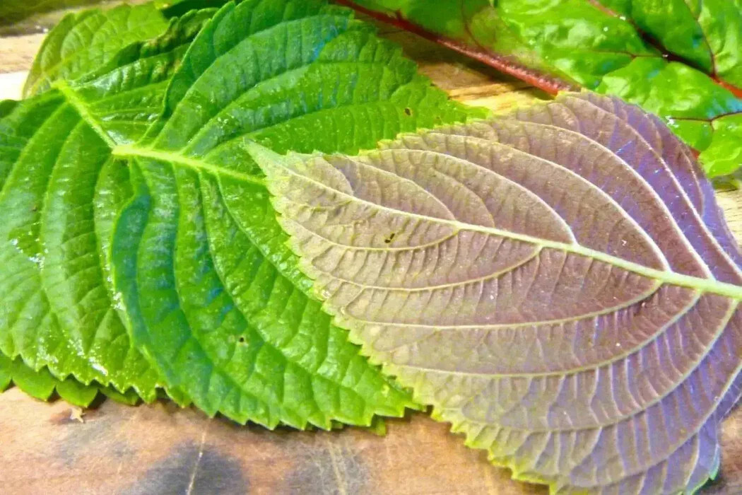 Korean Shiso Herb Seeds (Perilla) – 70 Days – Warm Season Annual by Mai’s Family