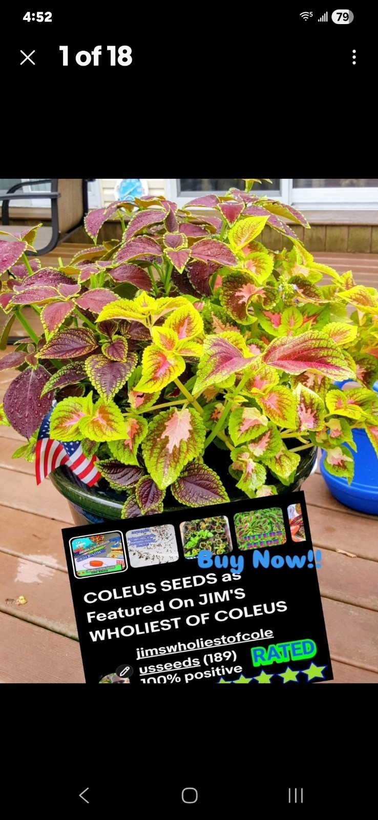 JIM’s CHOICE 8 PACK COLORFUL COLEUS SEEDS FREE SHIPPING