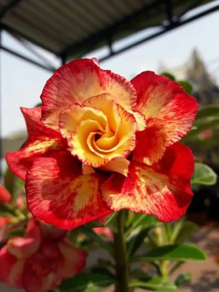 4 Lovely Orange Red Desert Rose Seeds Adenium Flower Perennial Seed
