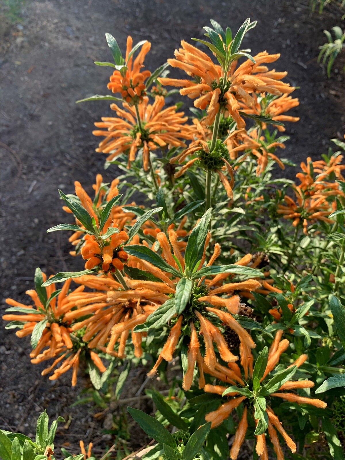 Lion’s ear/ Leonotis Leonurus/ Wild Dagga – 50 seeds 2024 – USA