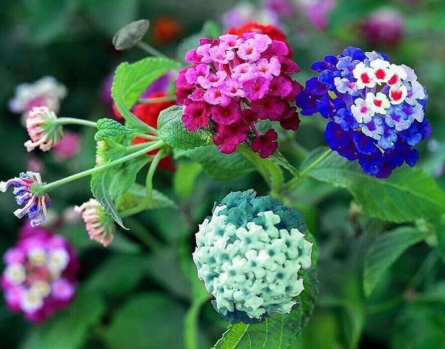 10 seeds Mixed Colored Lantana Flowers Big Bloom,research is key