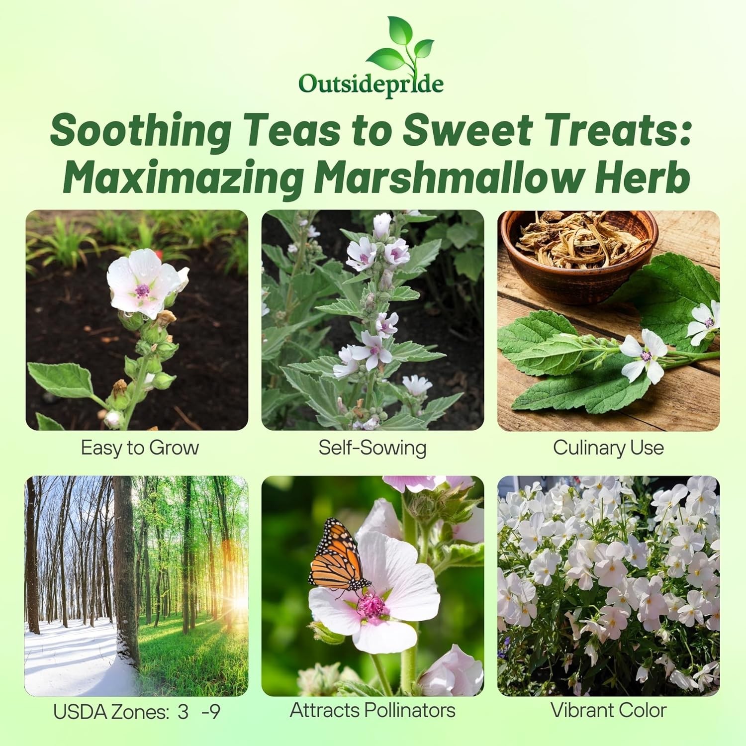 1000 Seeds Marsh Mallow Seeds For Planting – Althaea Officinalis Herb Seeds