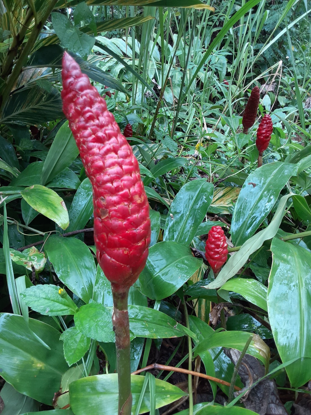 6 Shampoo Ginger Rhizomes, Zingiber Zerumbet, Pine Cone, Free Shipping included!