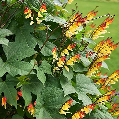 Firecracker Vine Seeds- Mina Fire Vine, Spanish Flag Vine, Exotic Love Vine