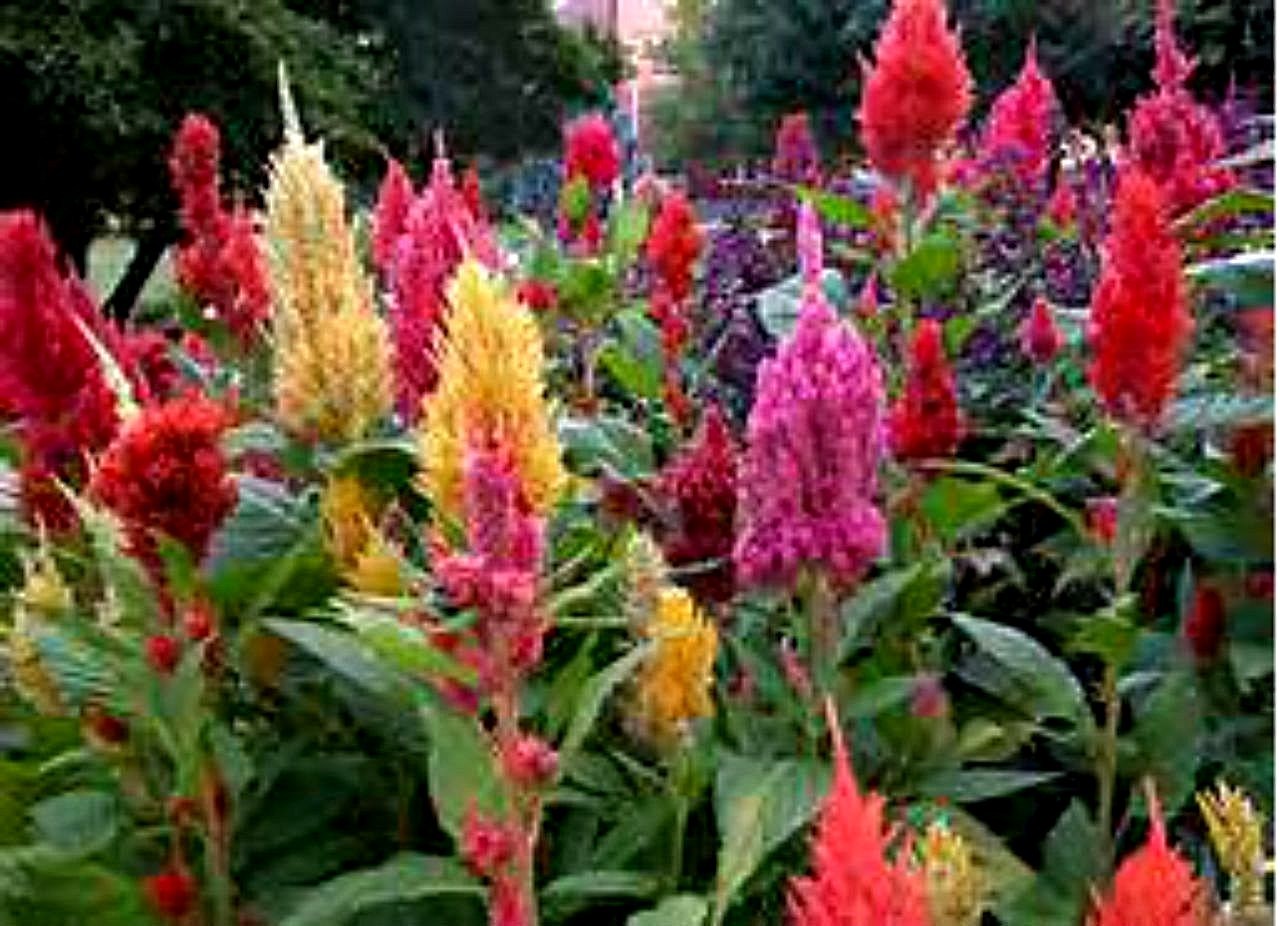 HUGE MULTI-COLORED TALL FEATHER CELOSIA 100 SEEDS – Comb. S/H OLD AMISH PLANT!