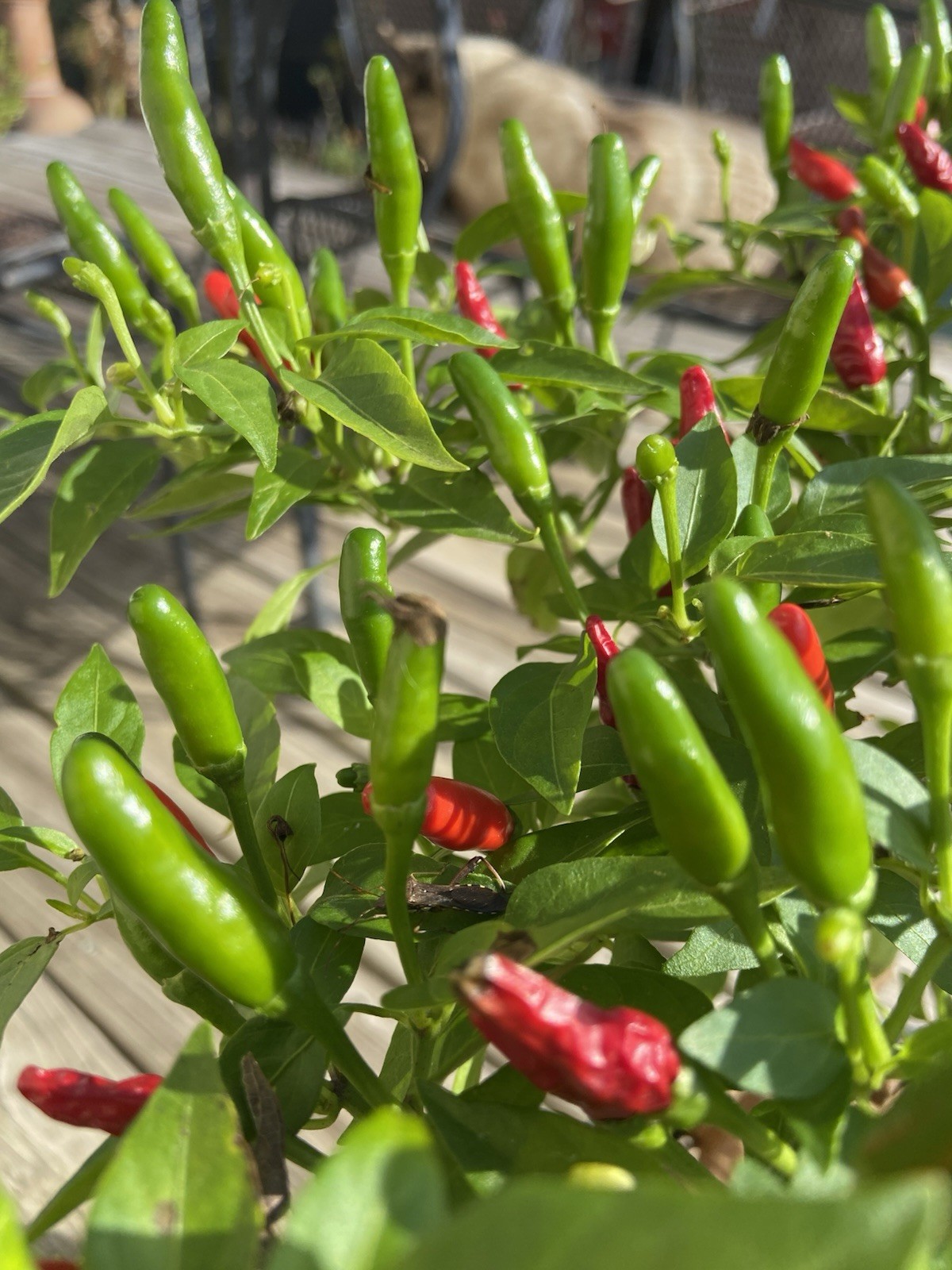 Bird’s Eye Chili Pepper – 25 Fresh Seeds – FREE Shipping