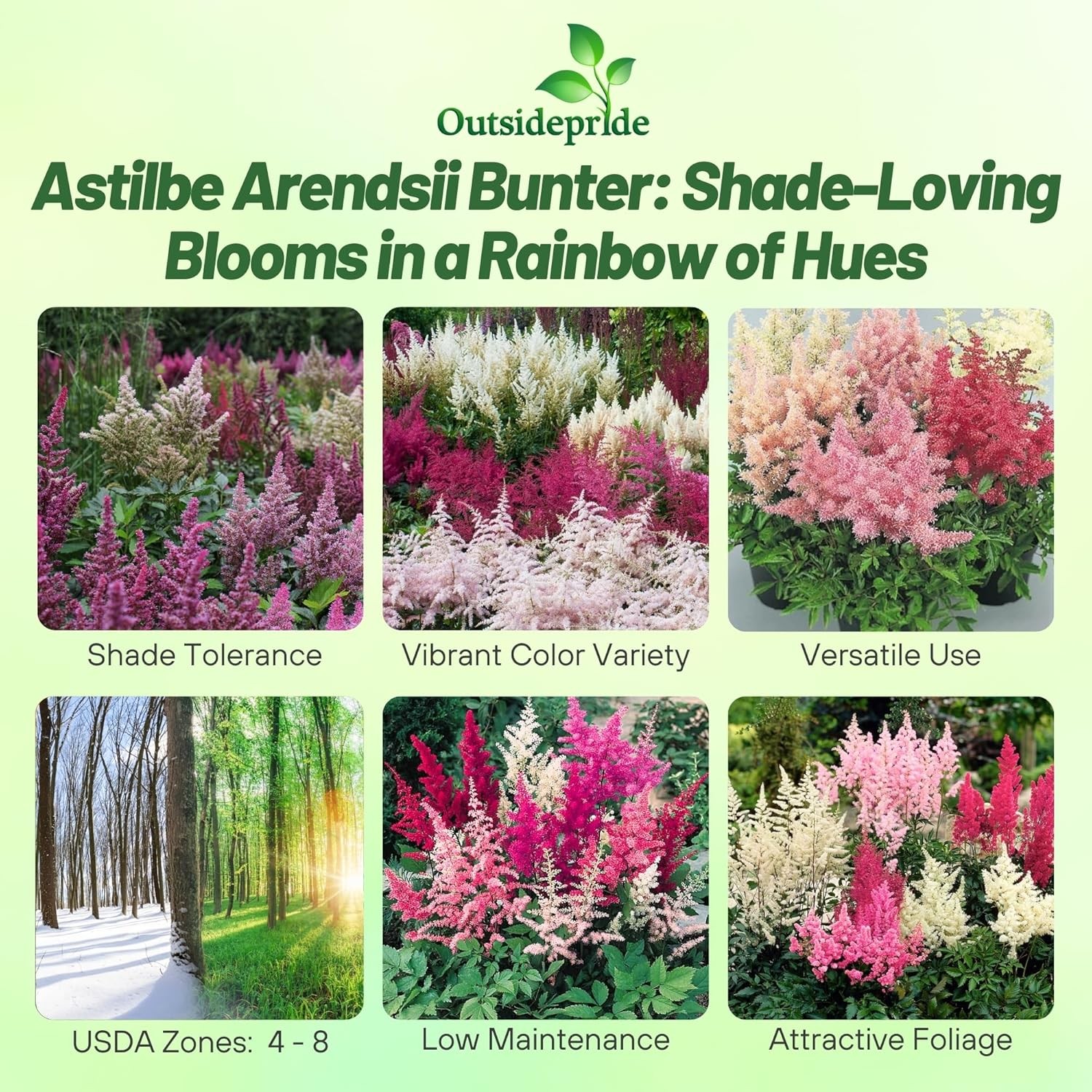 2000 Seeds Astilbe Seed Mix For Planting – Astilbe Arendsii Bunter Flower Seed