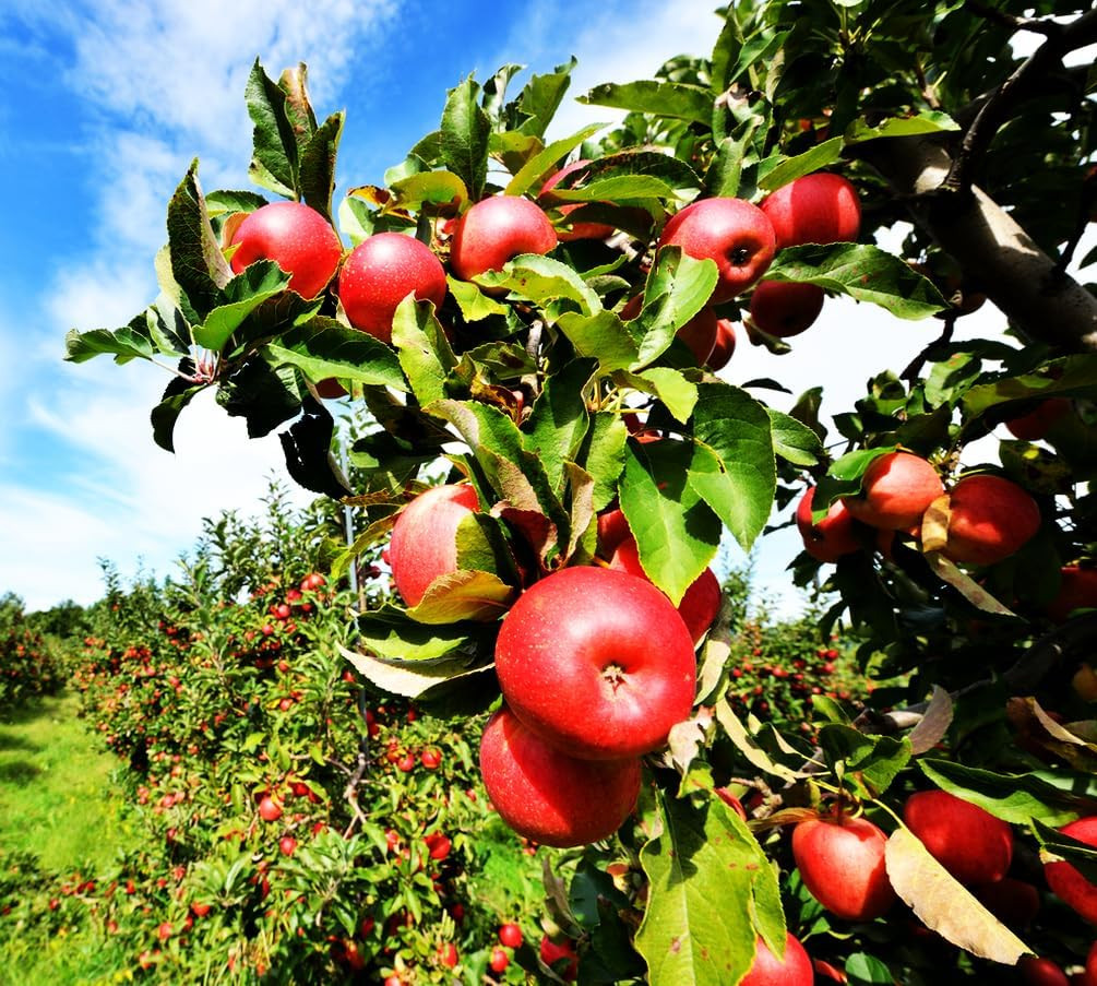 100 pcs Apple Tree Seeds Honey Crisp Honey Crunch Pomme Pommier Fruit Plant B…