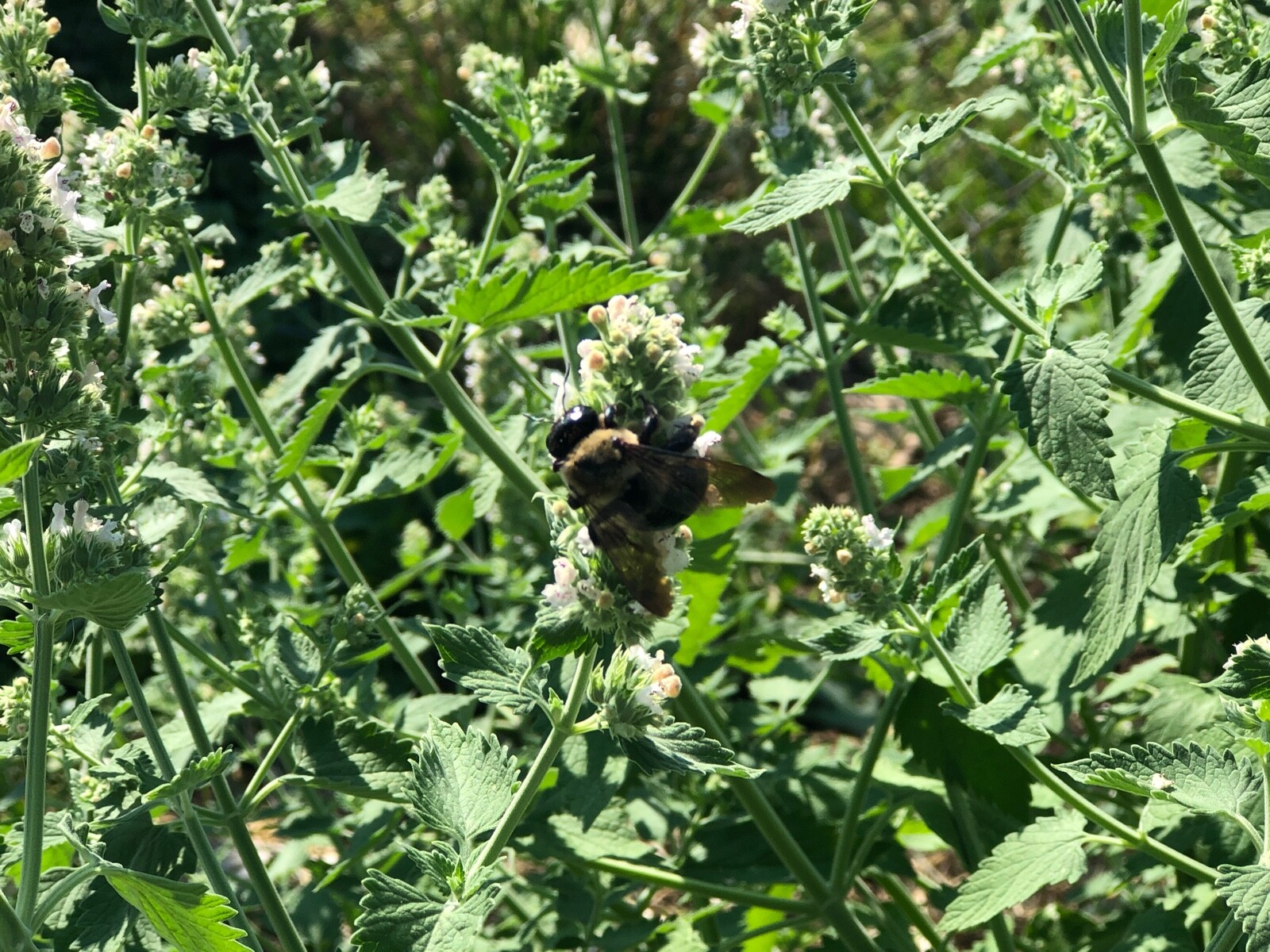 Fresh 2023 Fully Organic Catnip*Nepeta Cataria SEEDS~Perennial Herb *Heirloom