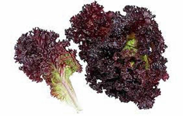 LETTUCE, RED LEAF, LOLLA ROSA, HEIRLOOM, 25+ SEEDS, CRISP, DARK LEAVES