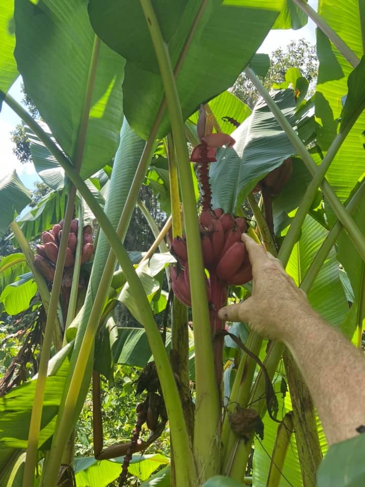 Musa velutina Seeds! Pink Dwarf Banana. Cold-Hardy, and LARGE Form!