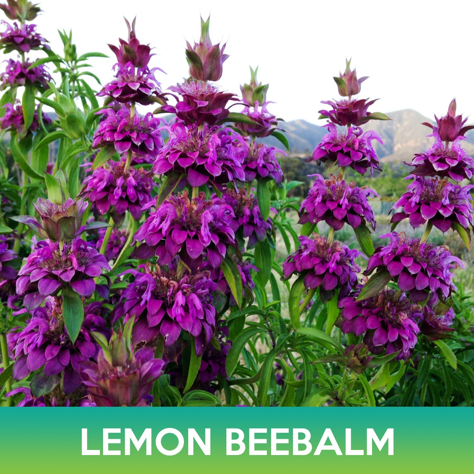 Lemon Beebalm, Lemon Mint Seed, Monarda citriodora