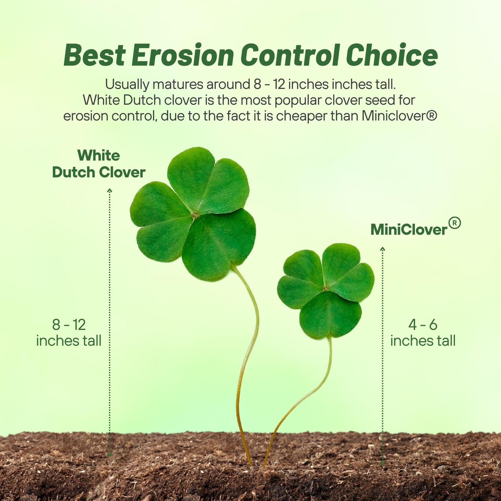 Perennial White Dutch Clover Seed 2 lbs. Nitrocoated, Inoculated Clover Seed…