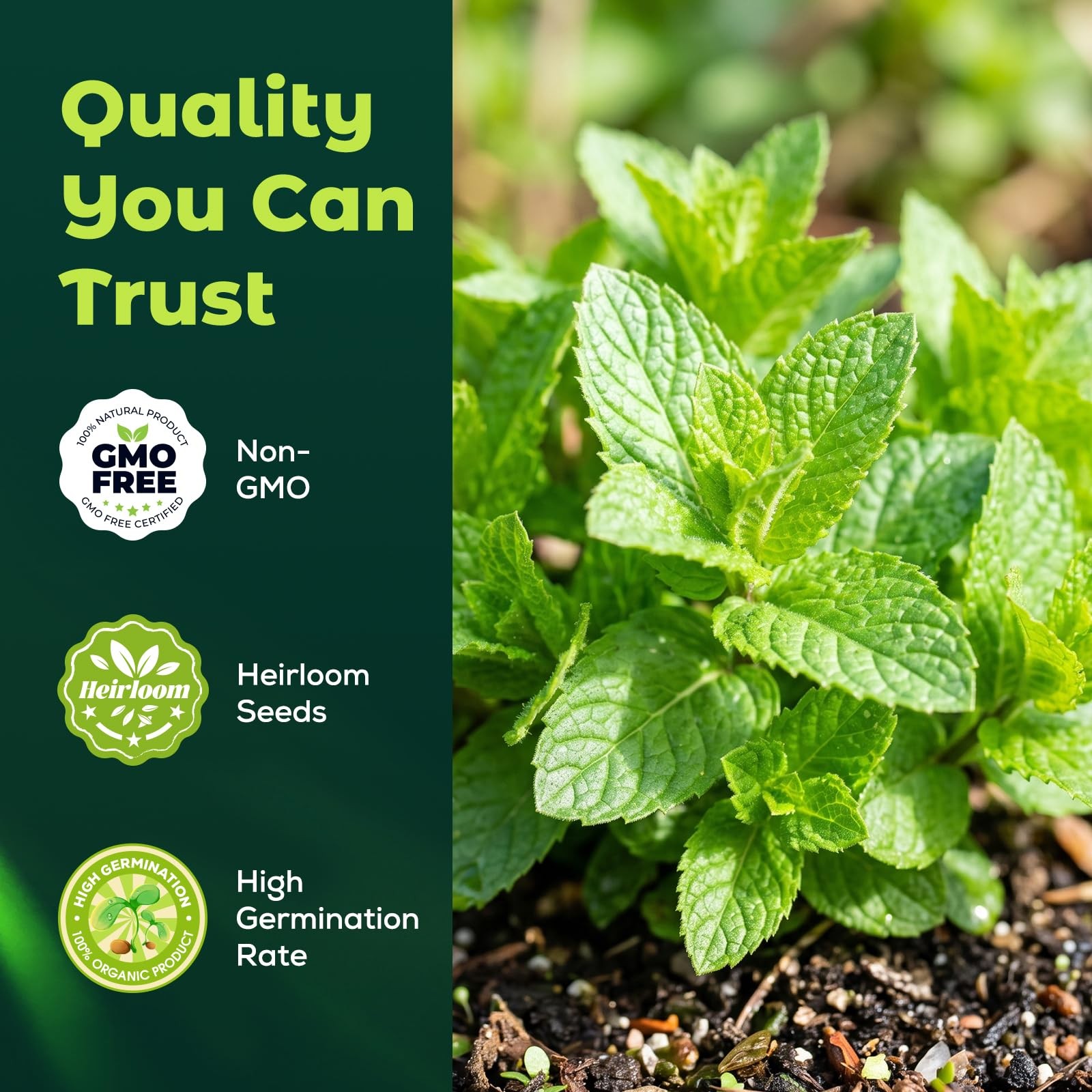 3000 Peppermint Seeds Planting Indoor Outdoor Heirloom Non GMO Herb Garden