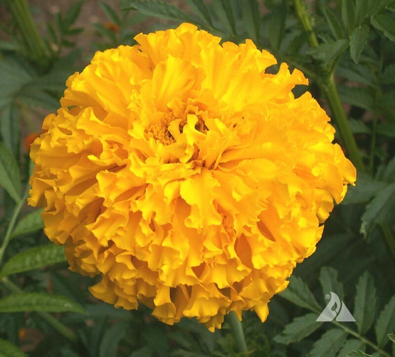 Marigold, African CRACKERJACK MIX Dia de los Muertos HEIRLOOM Non-GMO 250 Seeds!