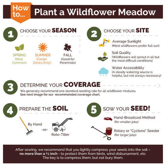 Wildflower Mix WHITE CLOUD 9 Heirloom Memory or Moon Garden Non-GMO 500+ Seeds!