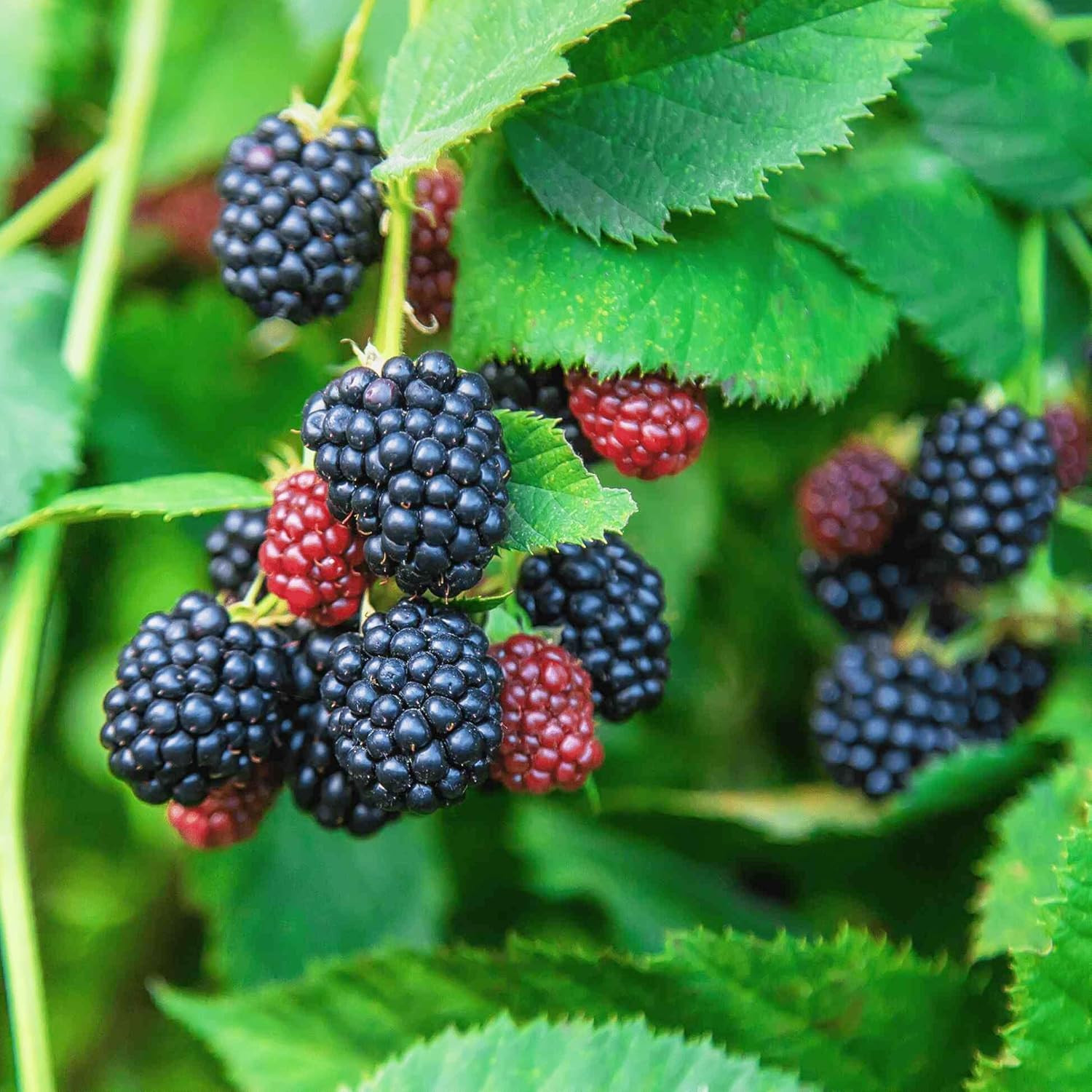 200+ Seed Blackberry Wild Fruit Seeds for Planting Outdoor-Non-Gmo Heirloom Swee