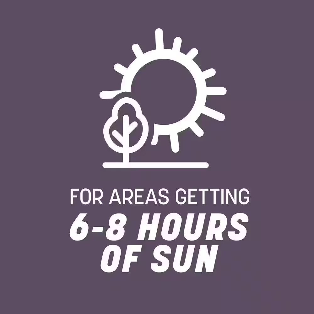 50 lb. Annual Ryegrass Seed – Covers 10,000 sq. ft., Fast-Growing Lawn