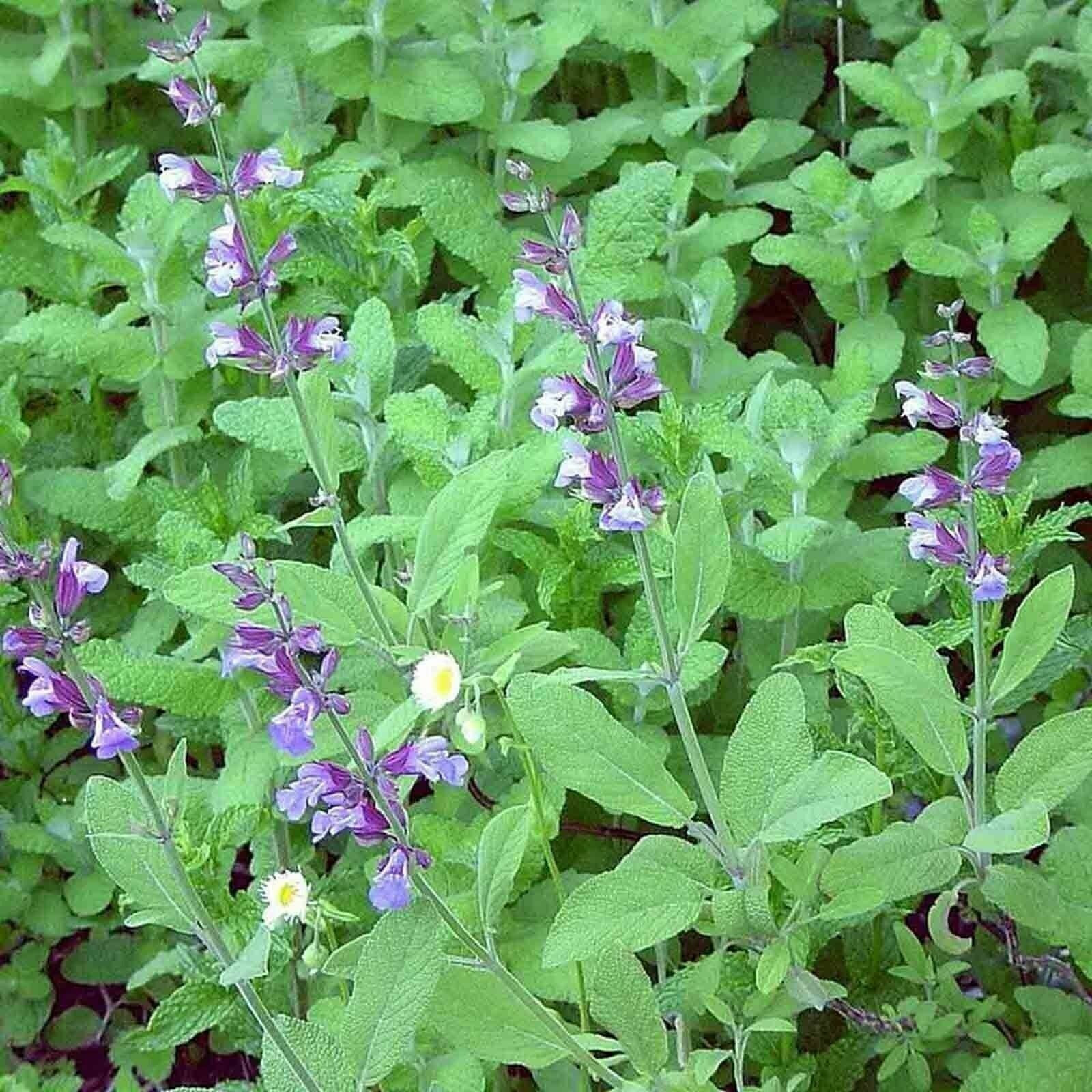 SCARBOROUGH SEEDS SAGE 100 SEEDS Evergreen Blue Flowers Herbal Deer Resistant