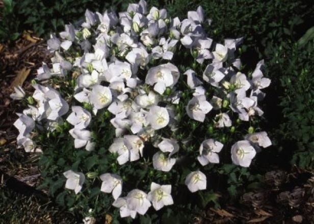 Baloon Flower / White Bellflower / Heirloom seeds/ organically grown in MN